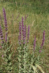 Nepeta tuberosa