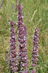 Nepeta tuberosa