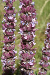 Nepeta tuberosa