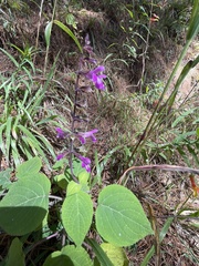 Salvia carnea