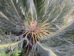 Encephalartos ghellinckii