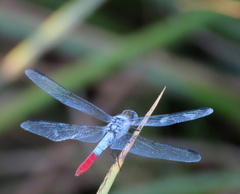Planiplax erythropyga