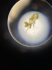 Neocopepoda