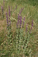 Nepeta tuberosa