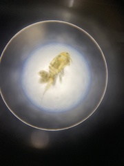 Neocopepoda