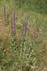 Nepeta tuberosa