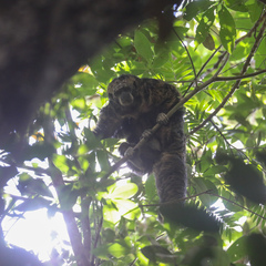 Pithecia mittermeieri