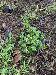 Oxalis pes-caprae