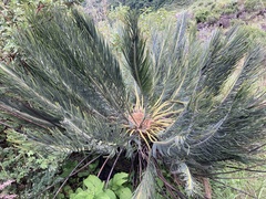Encephalartos ghellinckii