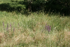 Nepeta tuberosa