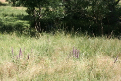 Nepeta tuberosa