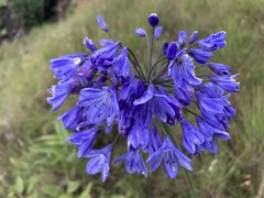 Agapanthus campanulatus