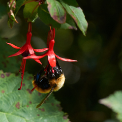 Bombus dahlbomii