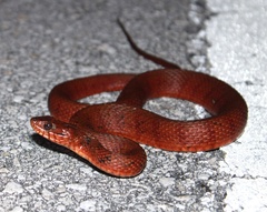 Nerodia clarkii compressicauda