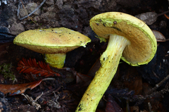 Pulveroboletus