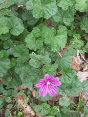 Malva sylvestris