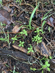 Galium californicum