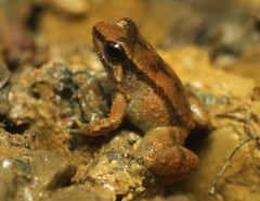 Anomaloglossus blanci