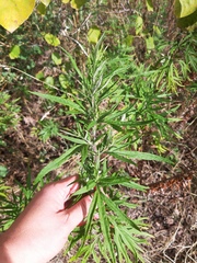 Artemisia verlotiorum
