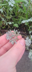 Artemisia pycnocephala