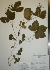 Rubus fulleri