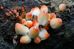 Coprinopsis mexicana