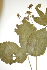 Rubus fulleri
