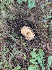 Lactarius deliciosus