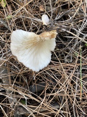 Lactarius deliciosus