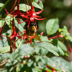 Bombus dahlbomii