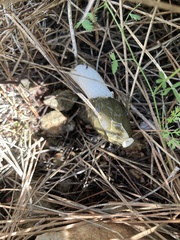 Lactarius deliciosus
