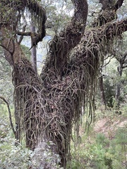 Hylocereeae
