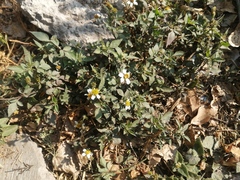 Bidens odorata