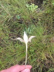 Gladiolus longicollis