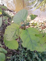 Clerodendrum infortunatum