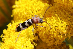 Chlorophorus trifasciatus