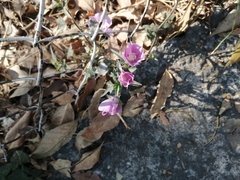 Sphaeralcea angustifolia