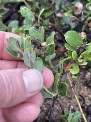 Arctostaphylos pumila