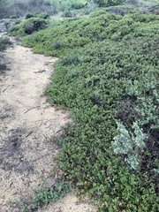 Arctostaphylos pumila