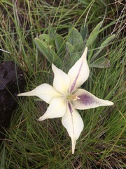 Gladiolus longicollis