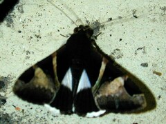 Melipotis fasciolaris