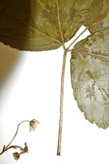 Rubus fulleri