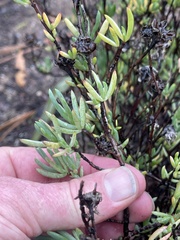 Lampranthus