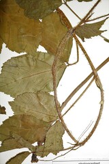 Rubus fulleri