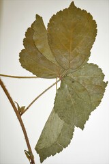 Rubus fulleri
