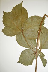 Rubus fulleri
