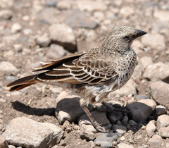 Histurgops ruficauda