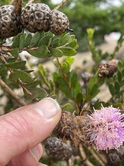 Melaleuca nesophila