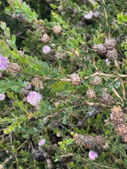 Melaleuca nesophila