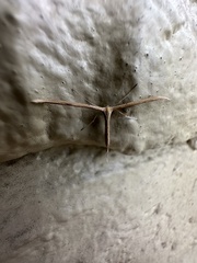 Emmelina monodactyla